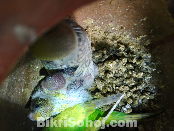 বাজরিগার পাখি